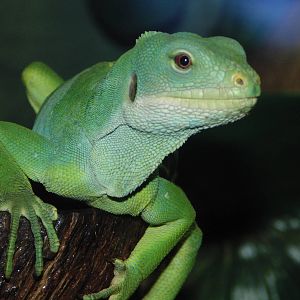 Fiji Banded Iguana