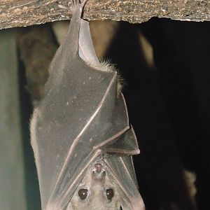 Fruit Bat