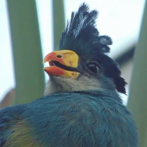 Great Blue Turaco