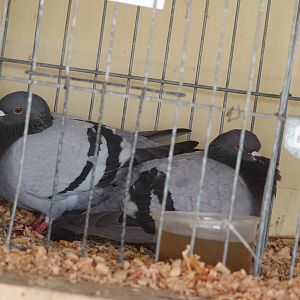 Racing Pigeons; Horowhenua A P I Show