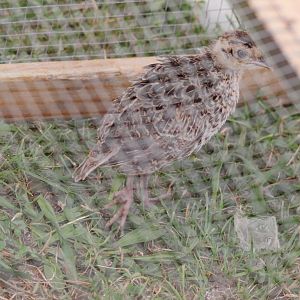 Pheasant Chick; Horowhenua A P I Show