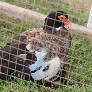 Muscovy Duck; Horowhenua A P I Show