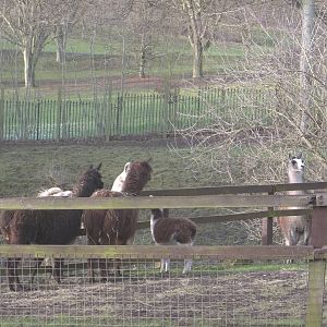 Meeting of Camelids, 6th February 2015