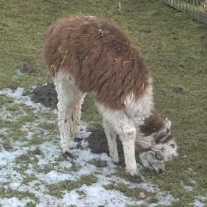 Cappuccino, 7th February 2015