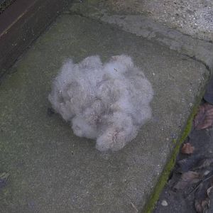 Plucked from Florrie by Keeper Ed, 7th February 2015