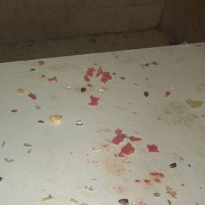 The remains of Eckie's tomato, 7th February 2015