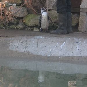 Guiding Webster to bed, 8th February 2015