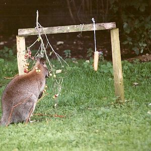 Wallaby enrichment, 19th August 2000