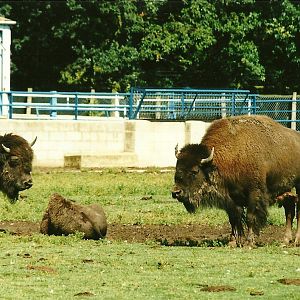 American Bison, 19th August 2000