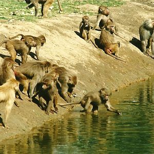 Hamadryas Baboons, 19th August 2000