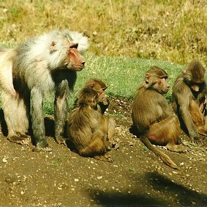 Hamadryas Baboons, 19th August 2000