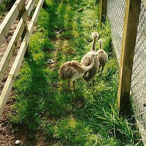 Greater Rhea chicks, 23rd September 2000