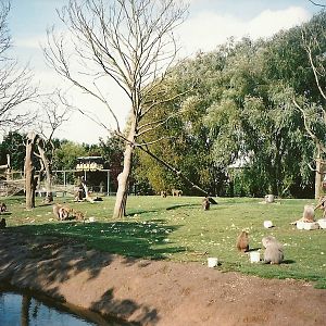 Baboon Island, 23rd September 2000