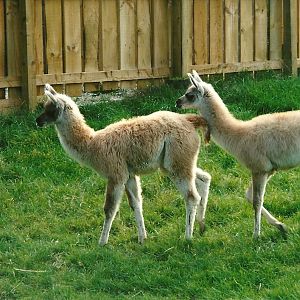 Young Guanacos, 23rd September 2000
