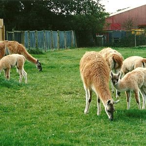 Guanacos, 23rd September 2000