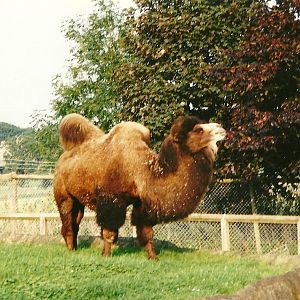 Bactrian Camel on old Elephant Island, 23rd September 2000