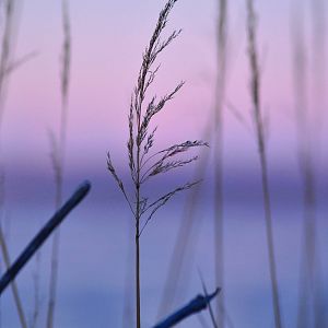 Winter Grass - Alaska