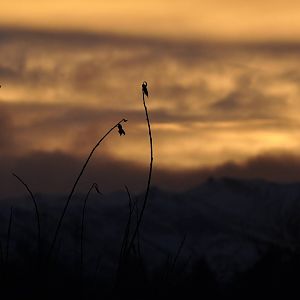 Chugach Sunrise - Alaska