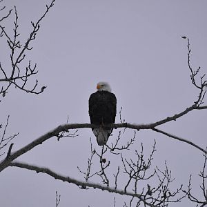 Bald Eagle at Six Mile Lake - Alaska