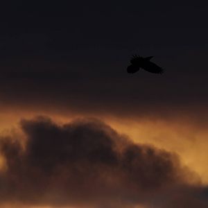 Common Raven at Dawn - Alaska