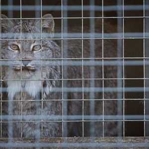 Canada lynx : Hamerton : 08 Feb 2015