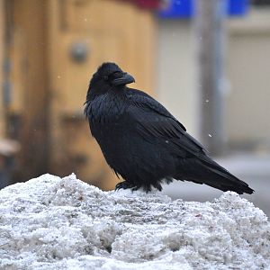 Common Raven - Alaska