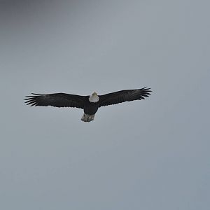 Bald Eagle flying over Ship Creek - Alaska