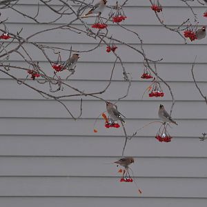Bohemian Waxwings on Mountain Ash - Alaska