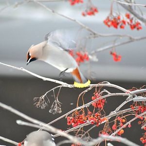 Bohemian Waxwing alighting onto a Mountain Ash - Alaska