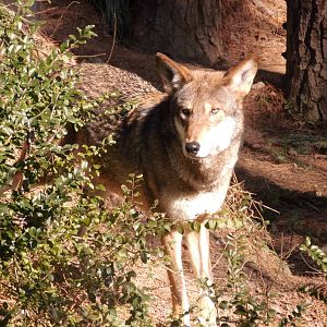 Red wolf at Museum of life and science 2015-1-31