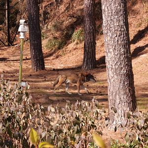 Red wolf at Museum of life and science 2015-1-31