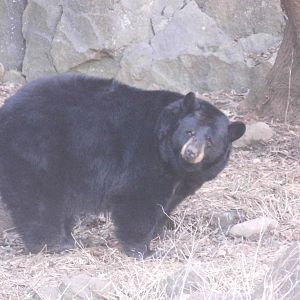 American black bear at Museum of life and science 2015-1-31