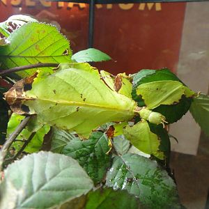 Moving leaf insect at Museum of life and science 2015-1-31