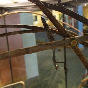 Dead leaf mantid at Museum of life and science 2015-1-31