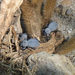 Blue death feigning beetle at Museum of life and science 2015-1-31