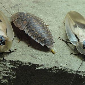 Giant cave cockroach at Museum of life and science 2015-1-31