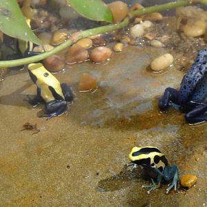 Dyeing dart frog and  Blue poison dart frog at Museum of life and science 2