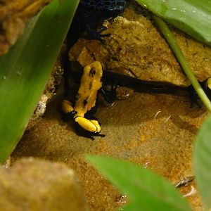 Splashback poison frog at Museum of life and science 2015-1-31