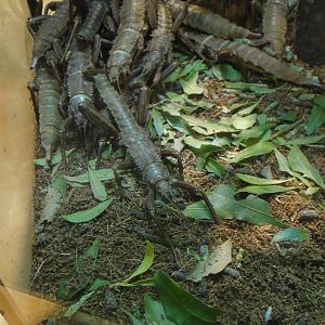 Giant spiny-stick insect at Museum of life and science 2015-1-31