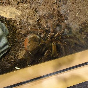 Goliath birdeater tarantula at Museum of life and science 2015-1-31