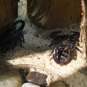 Emperor scorpion at Museum of life and science 2015-1-31