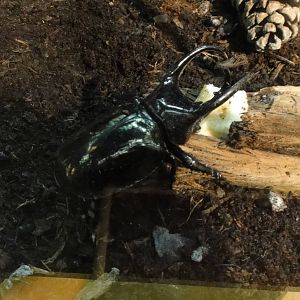 Giant black stag beetle at Museum of life and science 2015-1-31