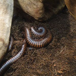 Giant asian millipede at Museum of life and science 2015-1-31