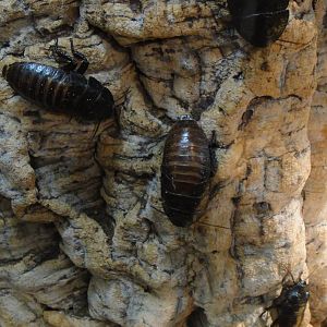 Madagascar giant hissing roach at Museum of life and science 2015-1-31