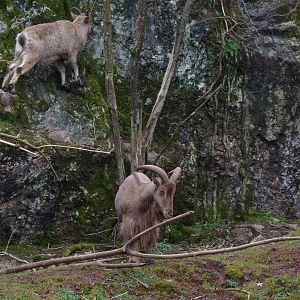 Barbary Sheep and West Caucasian Tur, February 2015