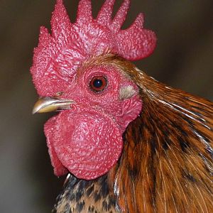 Serama Cockerel, February 2015