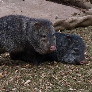 Collared Peccary, February 2015