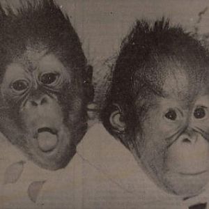 Orangutan twin Lisa and Lock