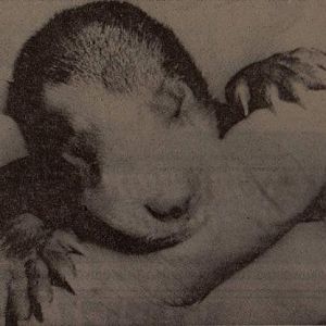 Spectacled bear baby