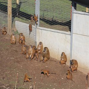 Guinea Baboon troop sunning themselves. 8-2-15